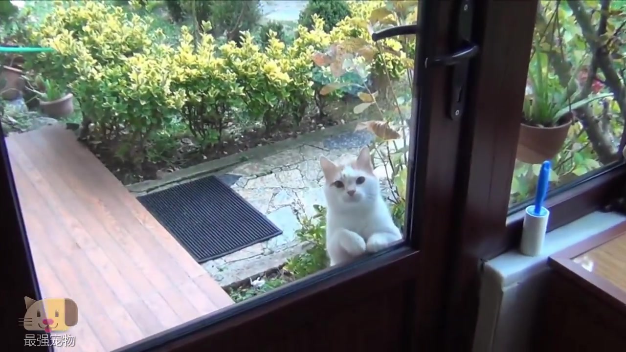 不知为何,有只猫咪总在外面趴窗户往屋里看,经常把屋主吓一跳_哔哩