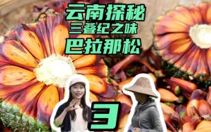 Скачать видео: 云南昆明探秘，尝恐龙时代之味巴拉那松！ 它为什么卖的这么贵？ 你吃过吗？ #云南 #三农#巴拉那松 #奇异 #vlog