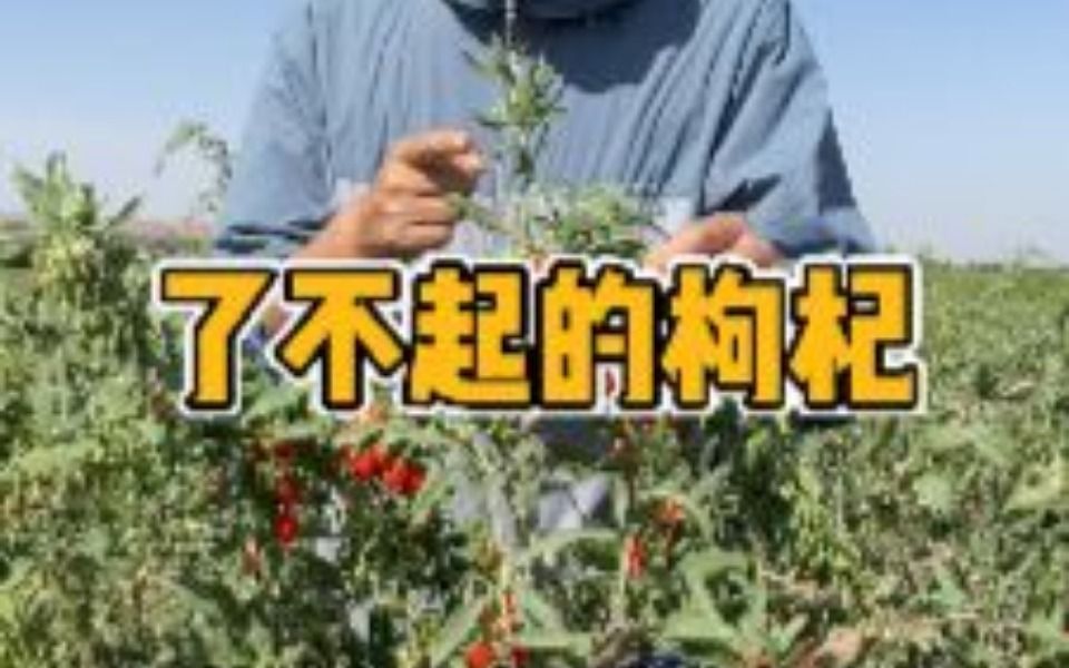 我国主要有中华枸杞和宁夏枸杞,它们的区别你知道吗?哔哩哔哩bilibili