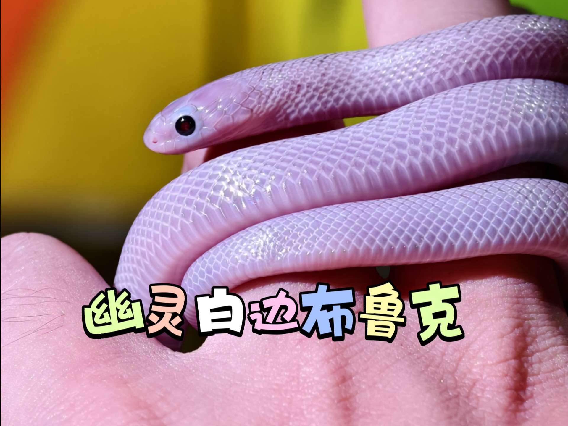 幽灵白边布鲁克王蛇开箱