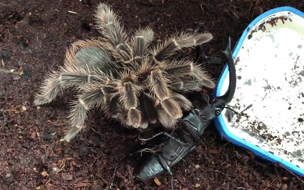 足展18所罗门完美捕食10 巨颚叉角锹甲