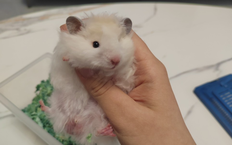 家庭新成员卷毛黄波利金丝熊弟弟