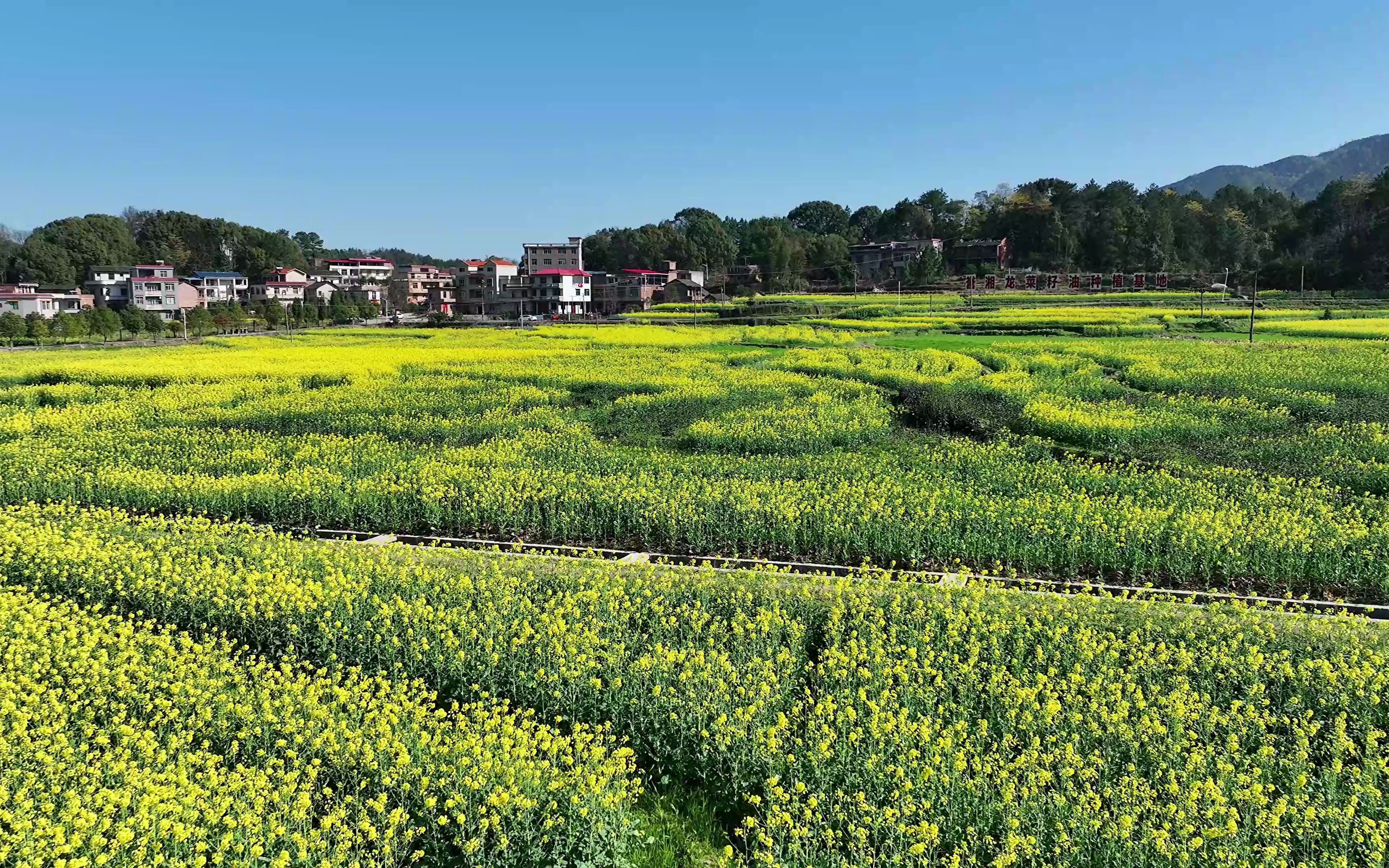 [图]春日|菜花|库宗桥