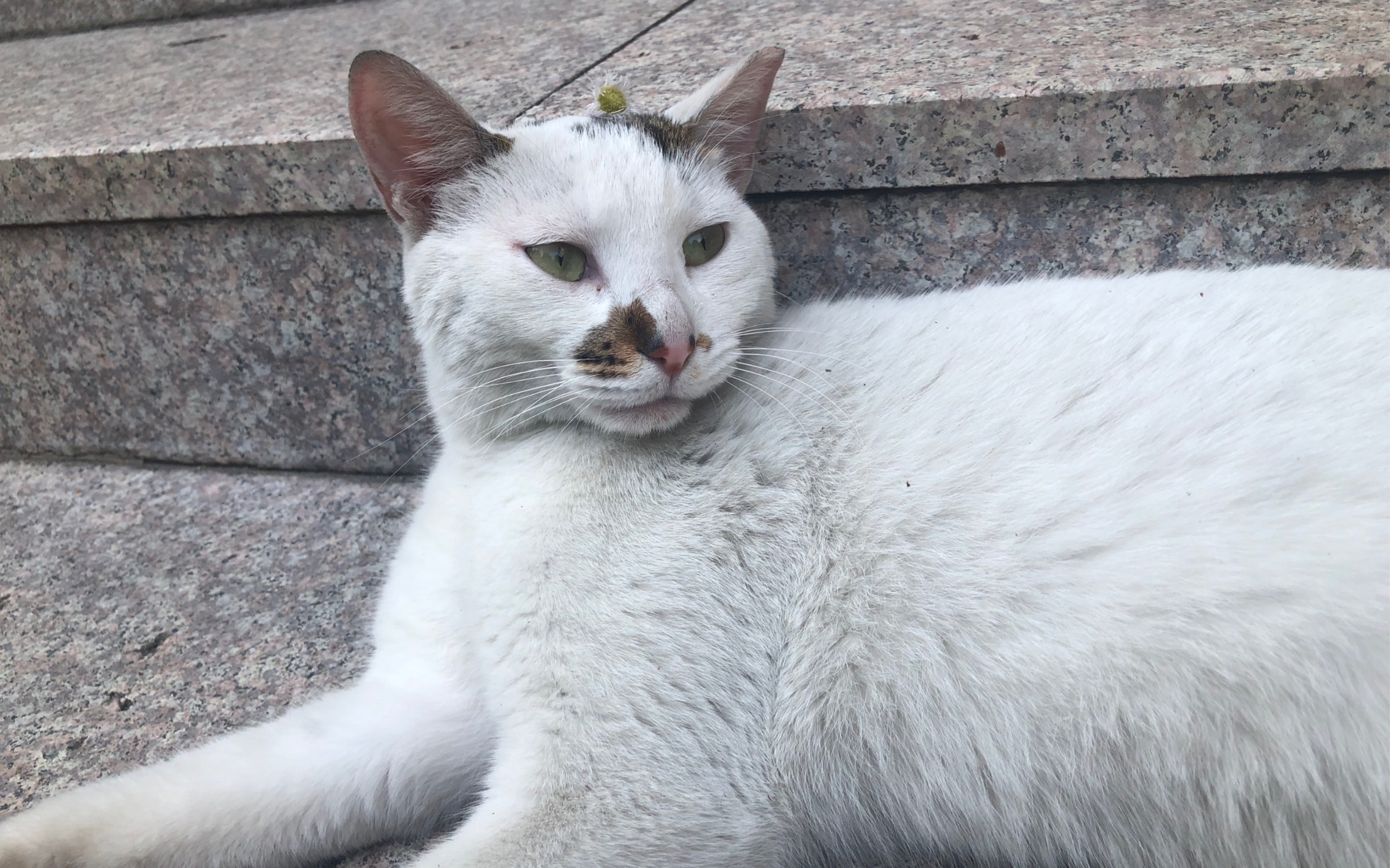 元首猫开始舔他妈以及他嫂子