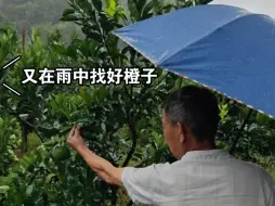 Download Video: 一早出门，一到果园就下大雨，风雨中找好橙子