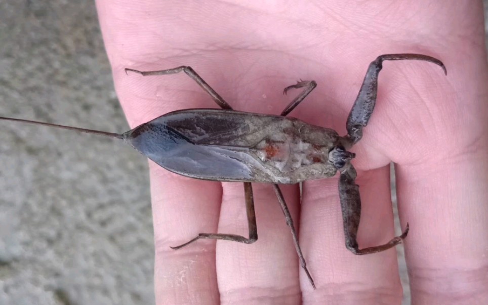 采集到的一些水生蝽类