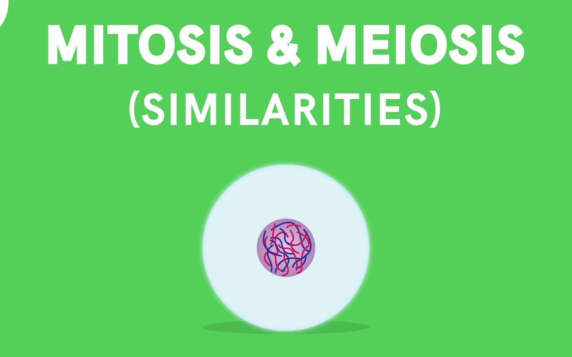 有丝分裂与减数分裂共同点 similarities between mitosis and
