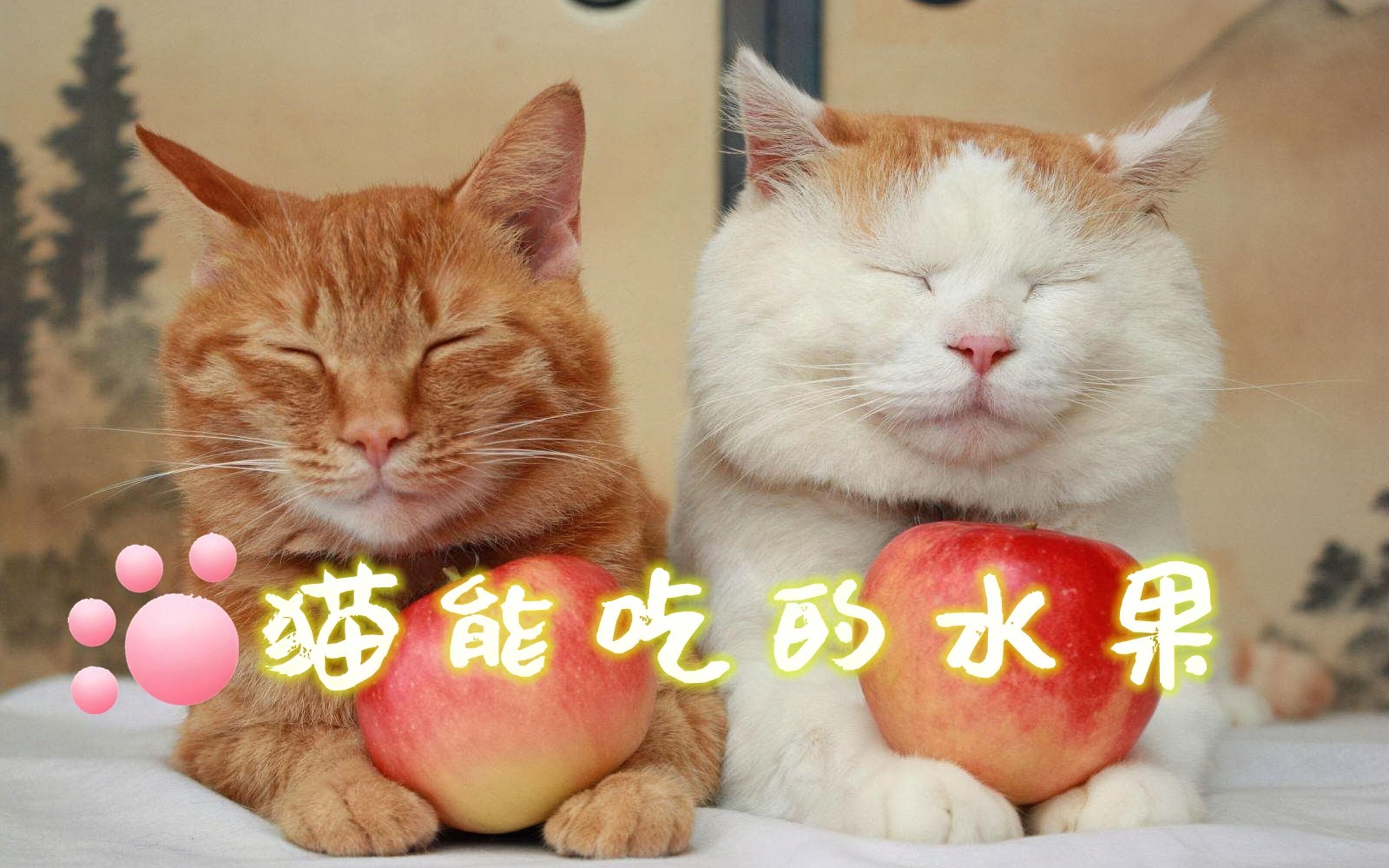 猫能吃的水果哔哩哔哩bilibili