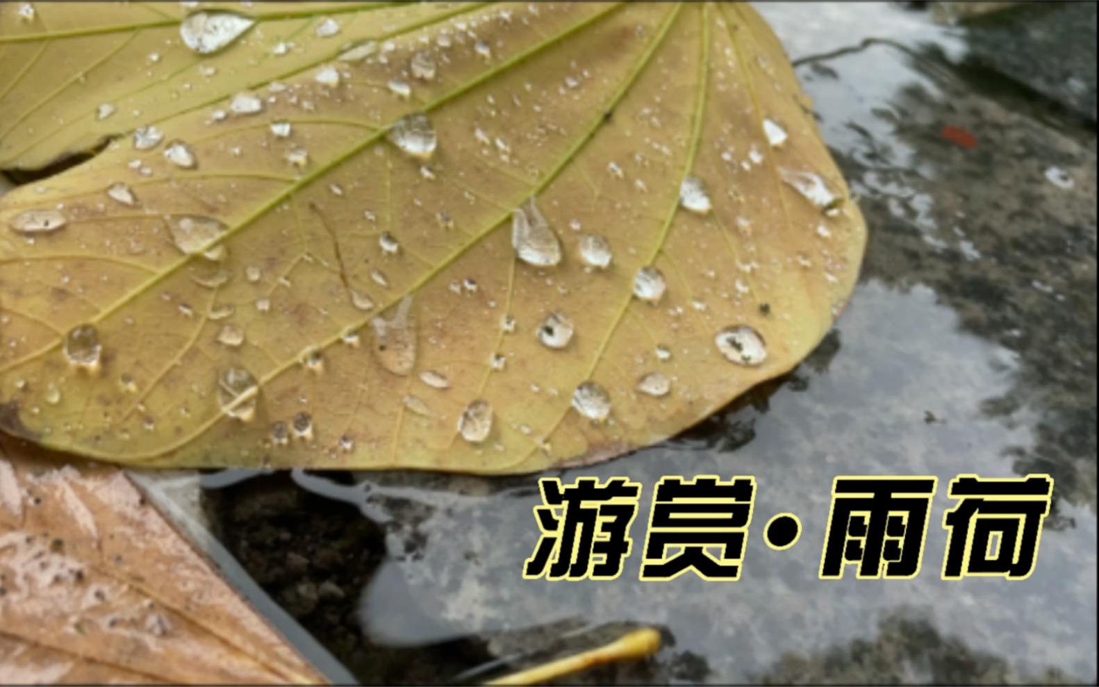 [图]游赏•雨荷