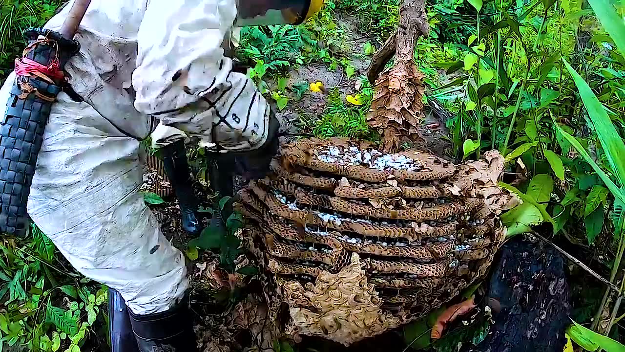 大树上的野生蜂窝,扎着钉子爬上去也要拿下,太旺太饱满了,值得