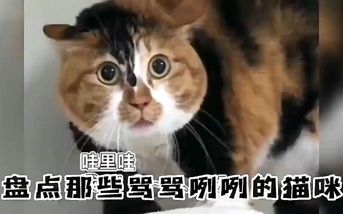 盘点那些骂骂咧咧的猫咪