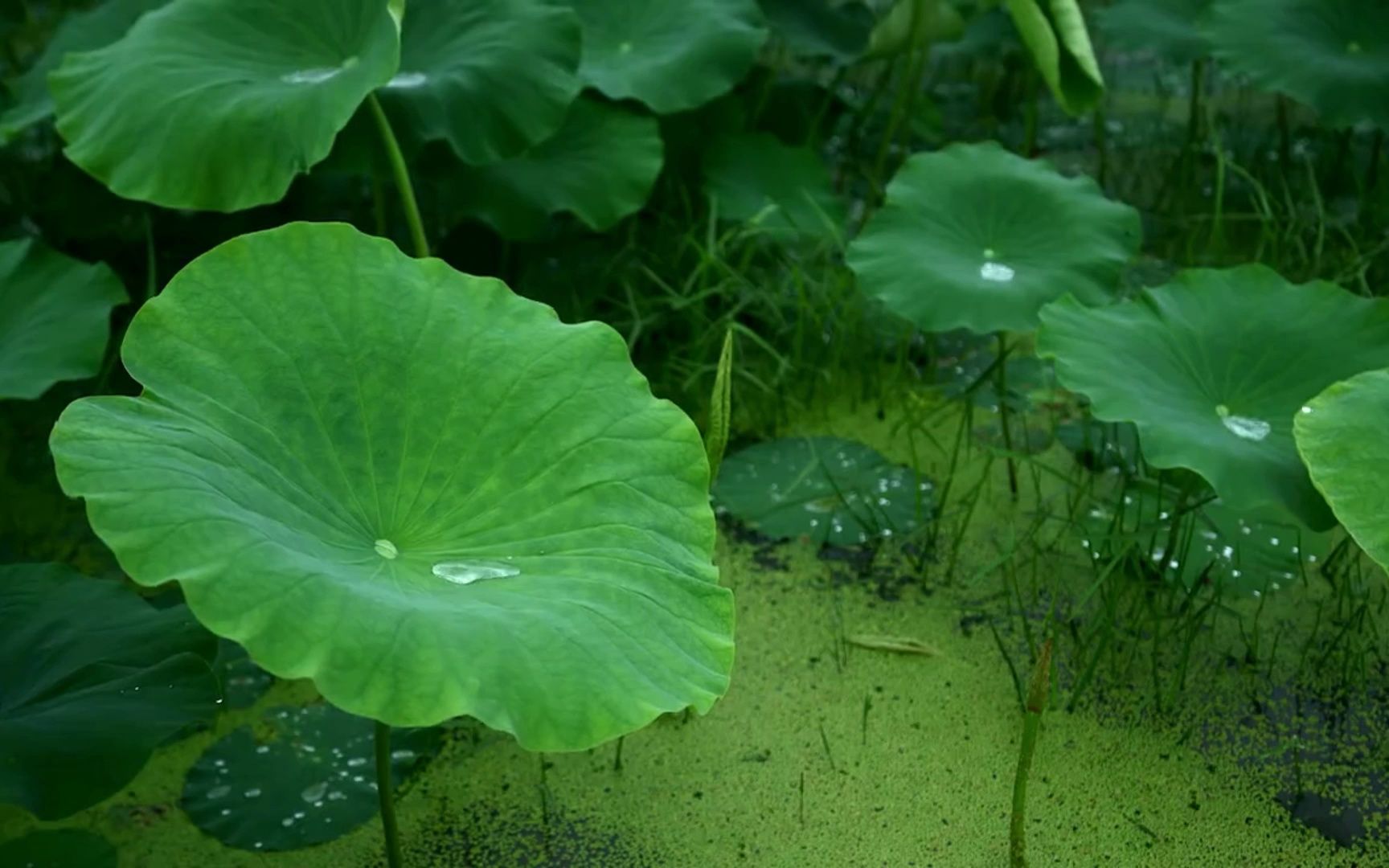 [图]解压放松雨声，荷塘春雨