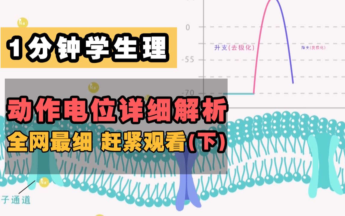 【1分钟学生理】动作电位(下)动作电位详细解析,全网最细教学微课,快来看呀~哔哩哔哩bilibili