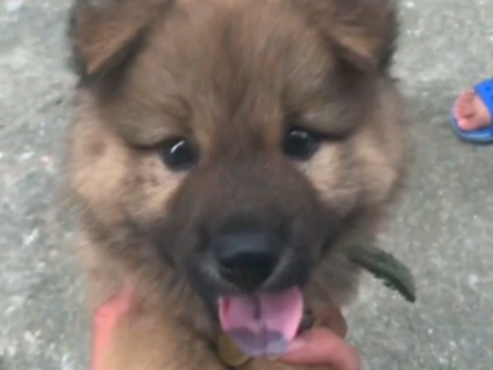 【中华田园犬】超黏人的小黑嘴土松 准备开卷尾了