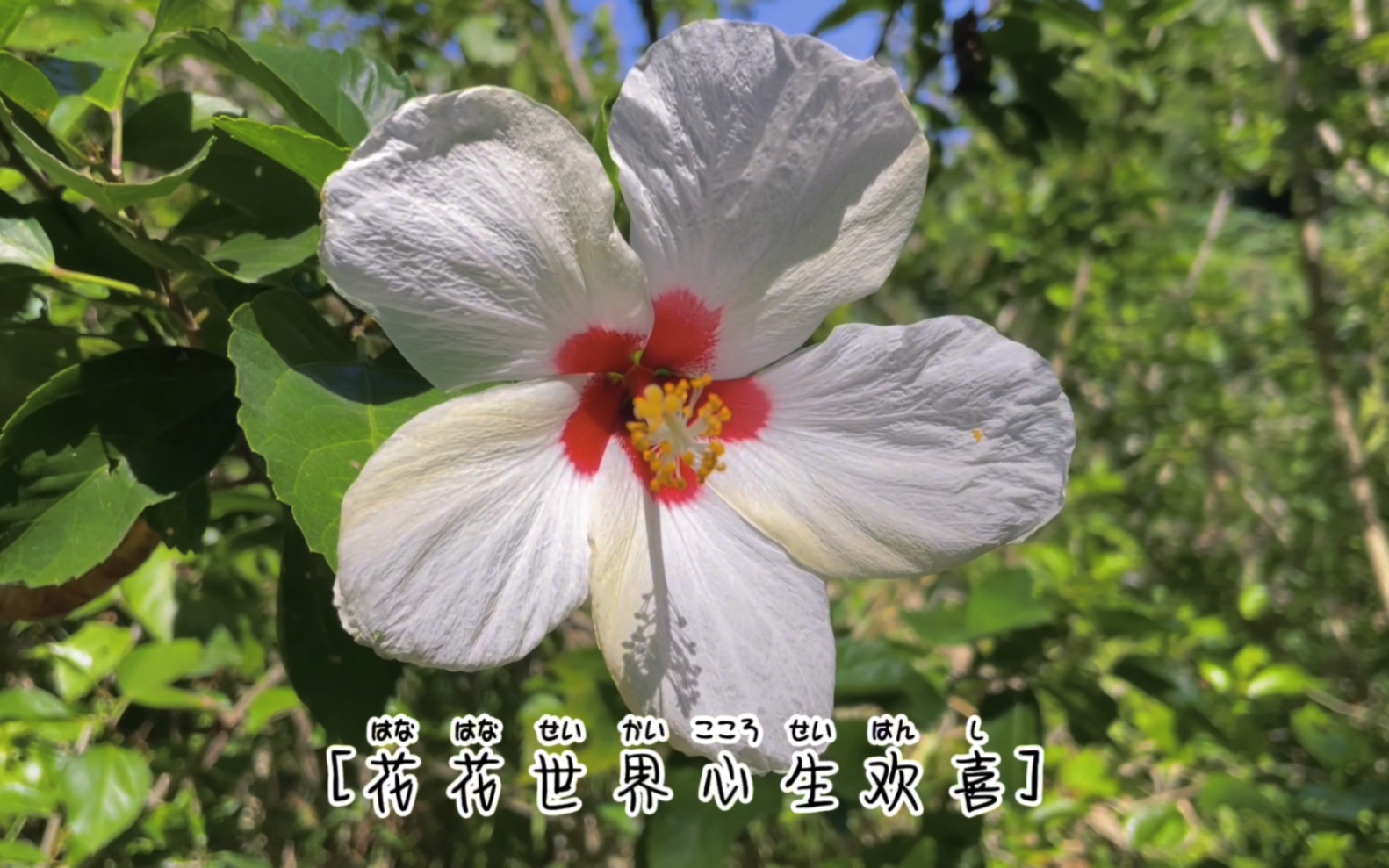 白色的木槿花也是挺好看的!