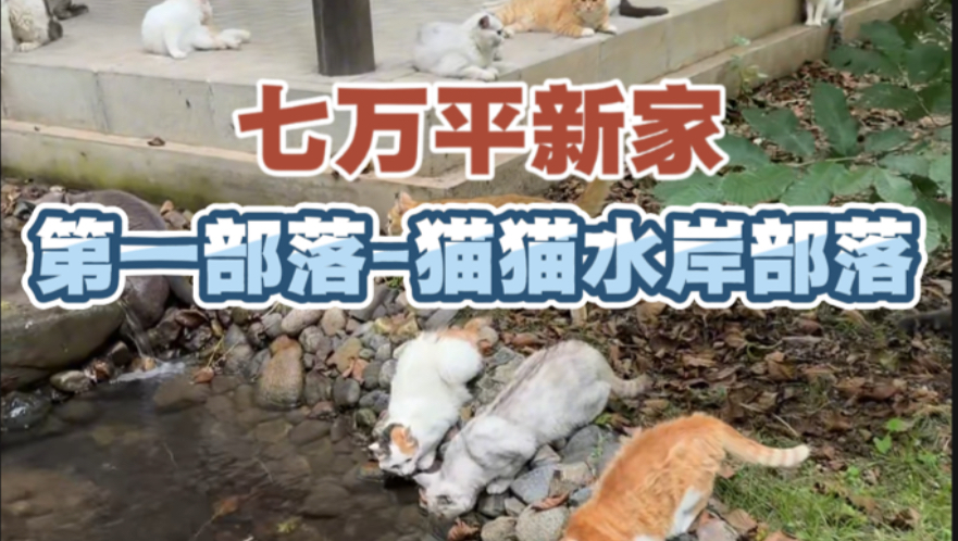 我的流浪猫们，生活环境再一次升级