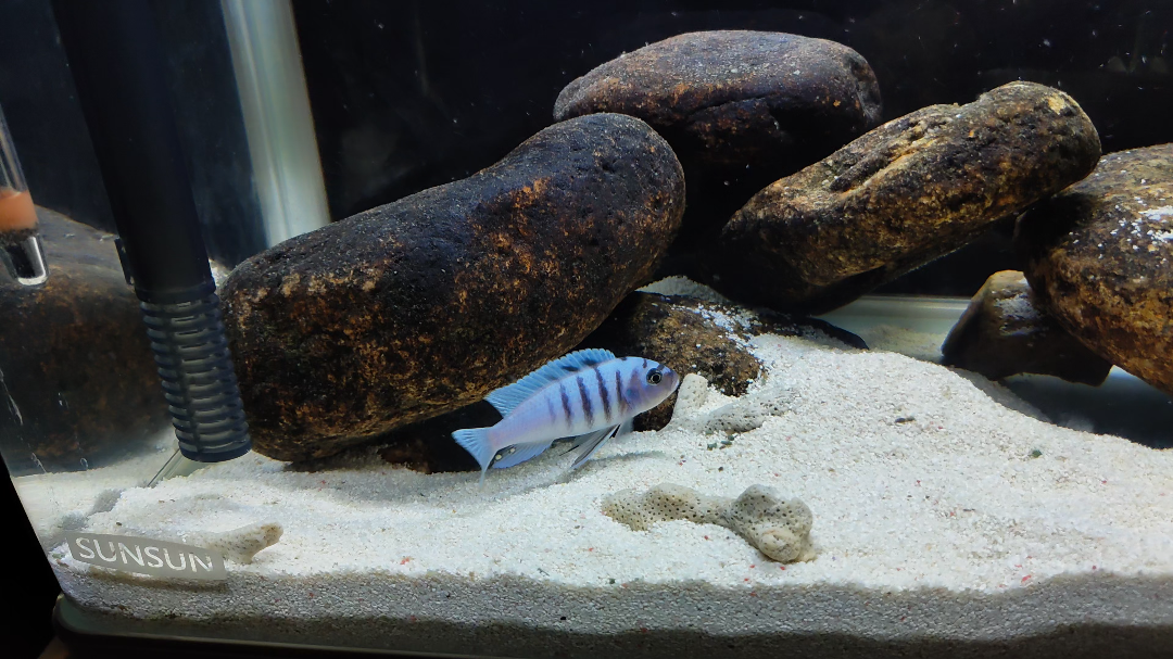 凶巴巴的小骷髅鱼_哔哩哔哩 (゜-゜)つロ 干杯~-bilibili