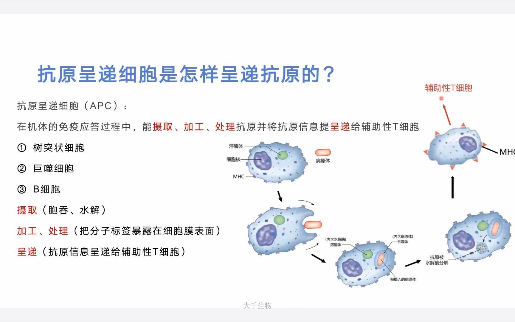 抗原呈递细胞是如何呈递抗原信息的?哔哩哔哩bilibili