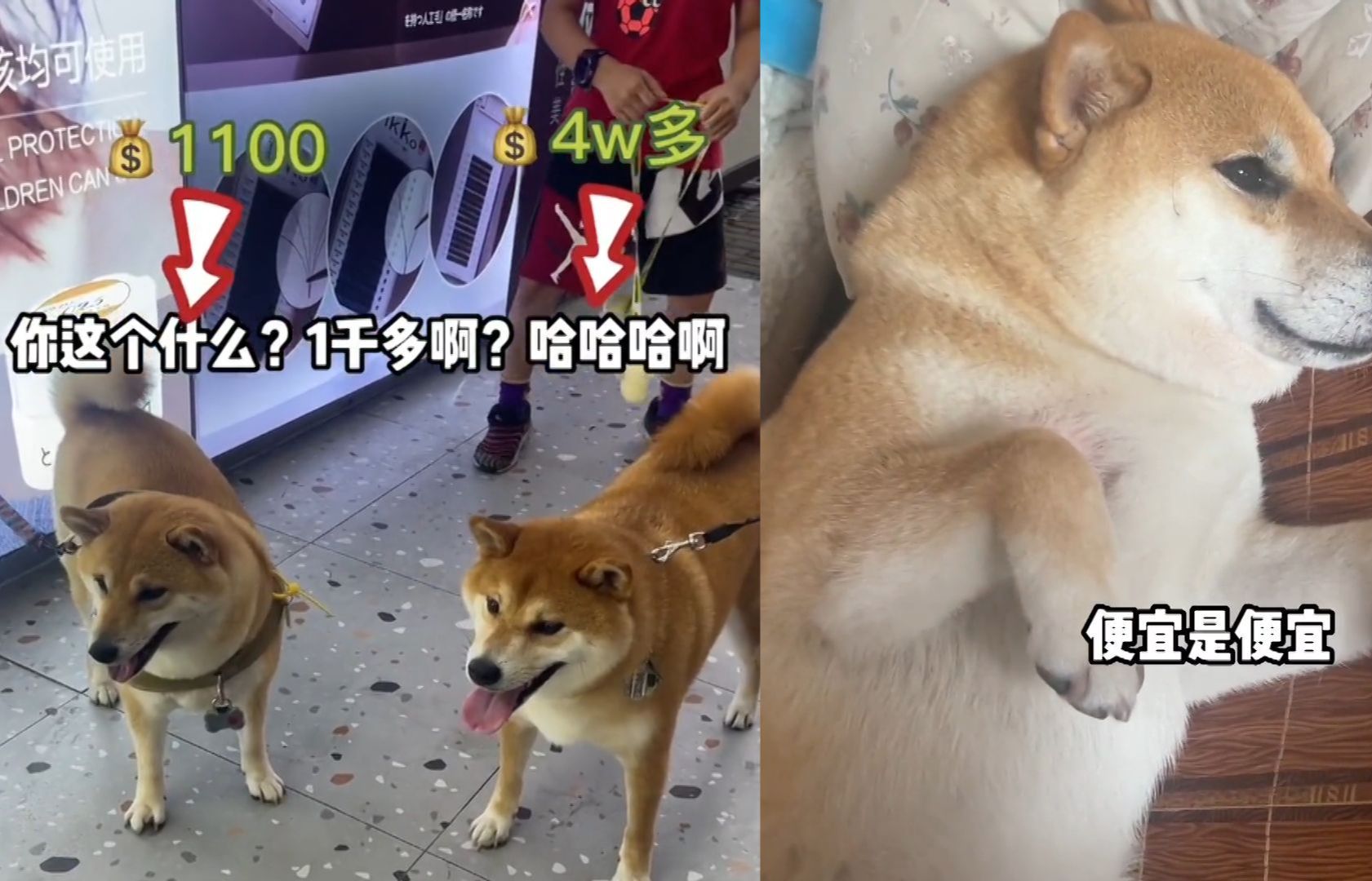 1千多柴犬遇到4万多柴犬,两狗对比明显网友笑翻:高仿遇到正品?