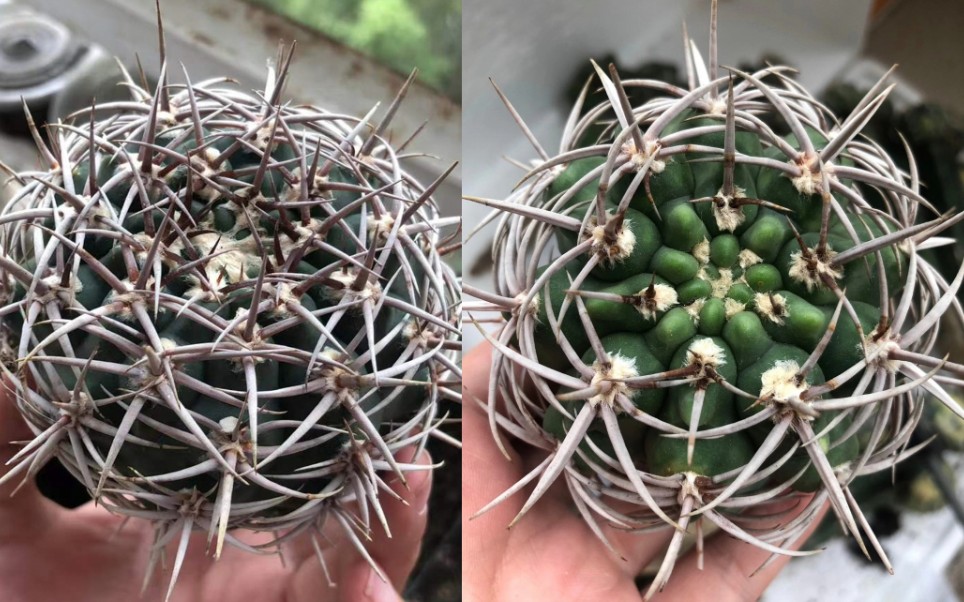 两棵漂亮的仙人球碧岩玉