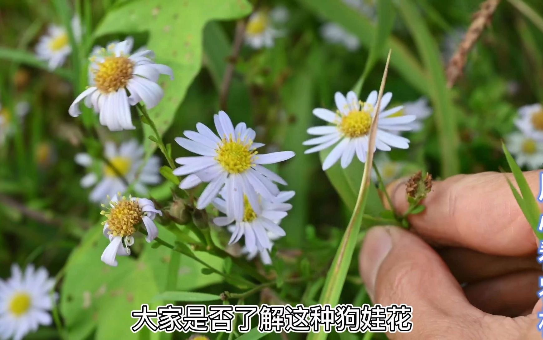 狗娃花听起有点别扭花适合观赏植物有些什么用处与价值