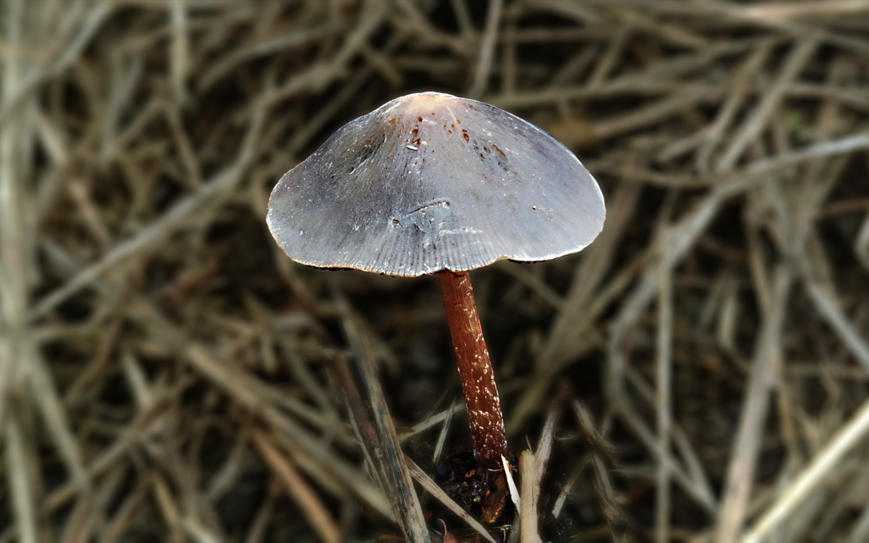 紧缩花褶伞——摄于广东省肇庆市红岭村及云南楚雄