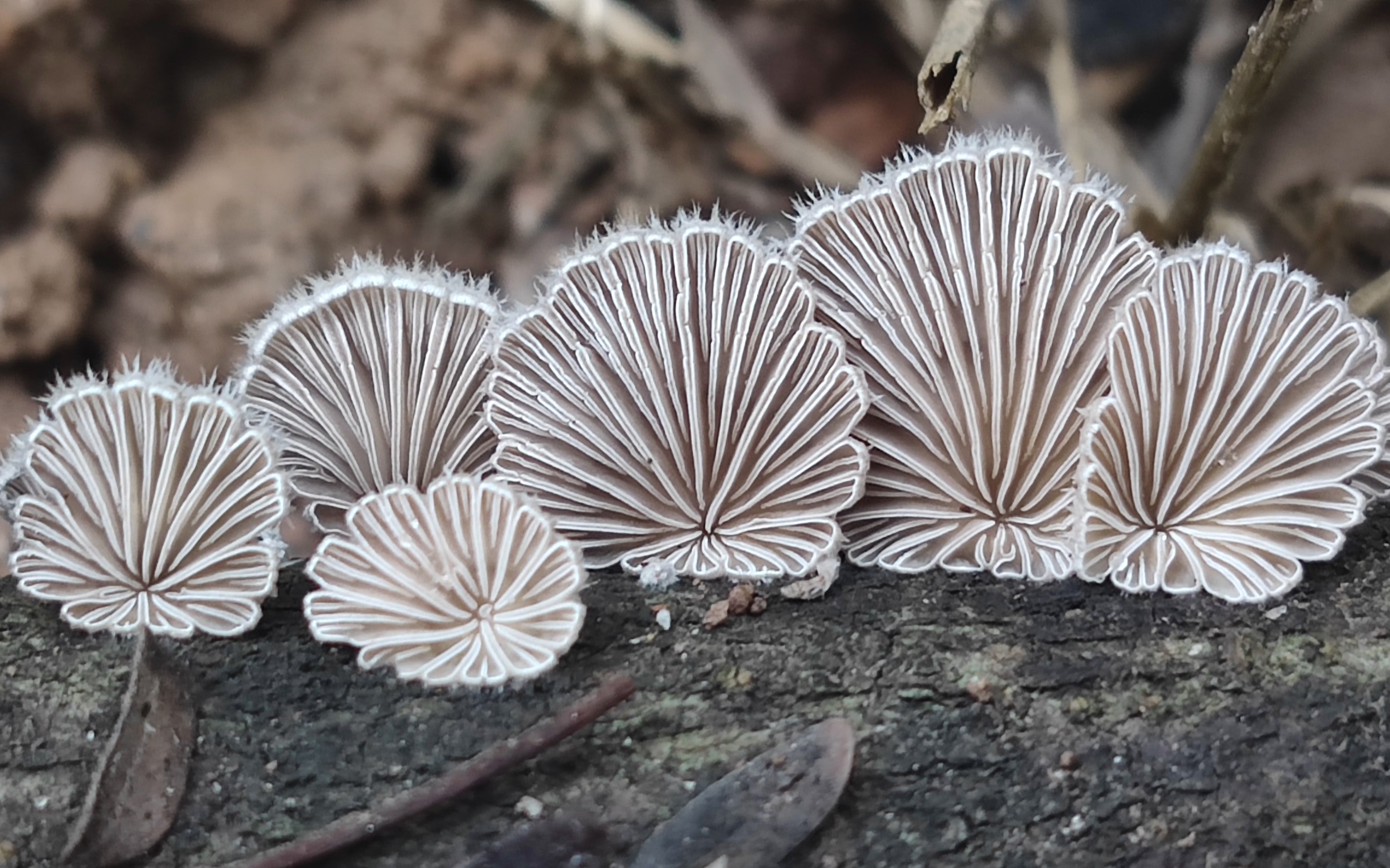 蘑菇大棚中的一种杂菌——裂褶菌 - 知乎