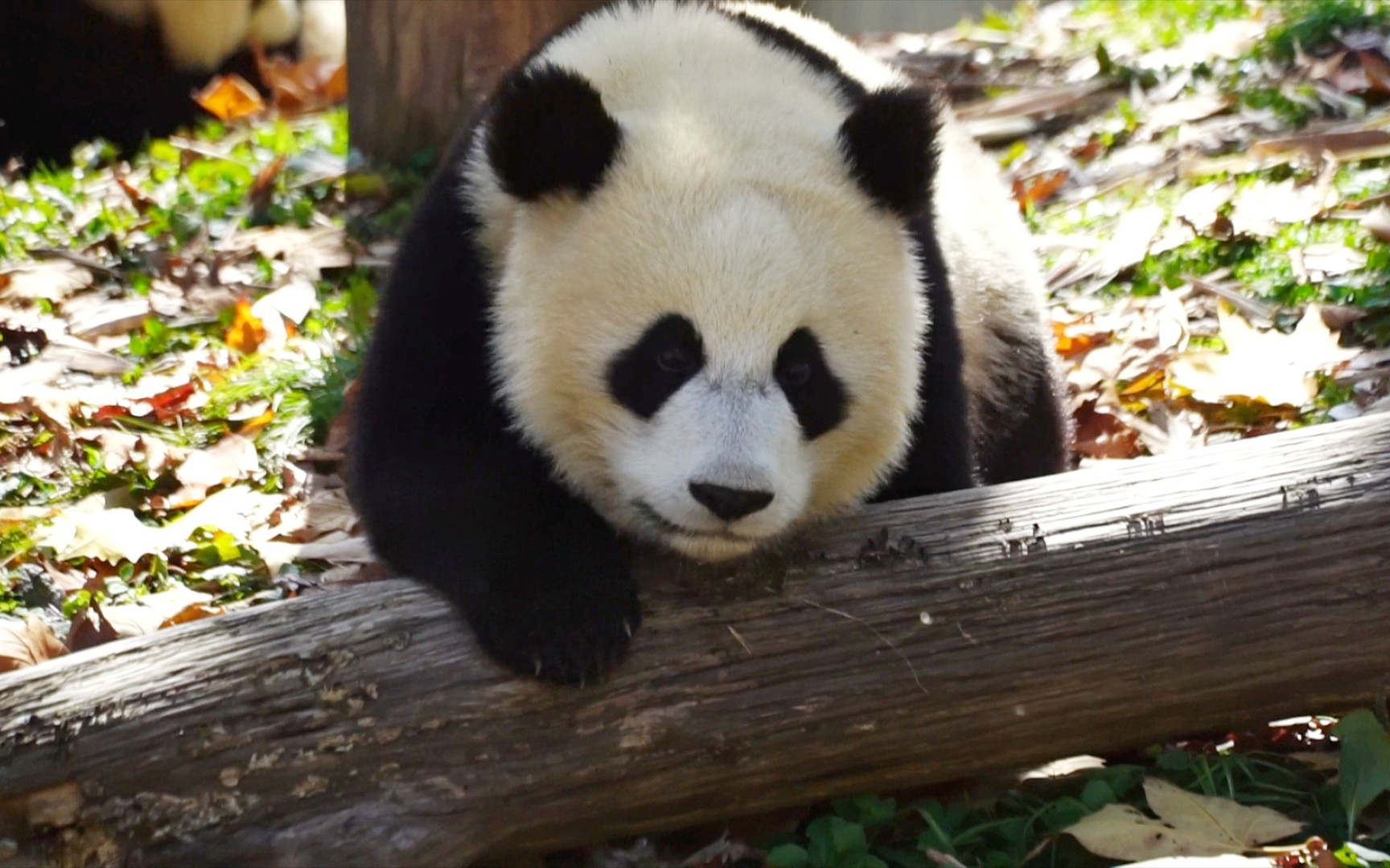 茅茅:正脸是那么短暂