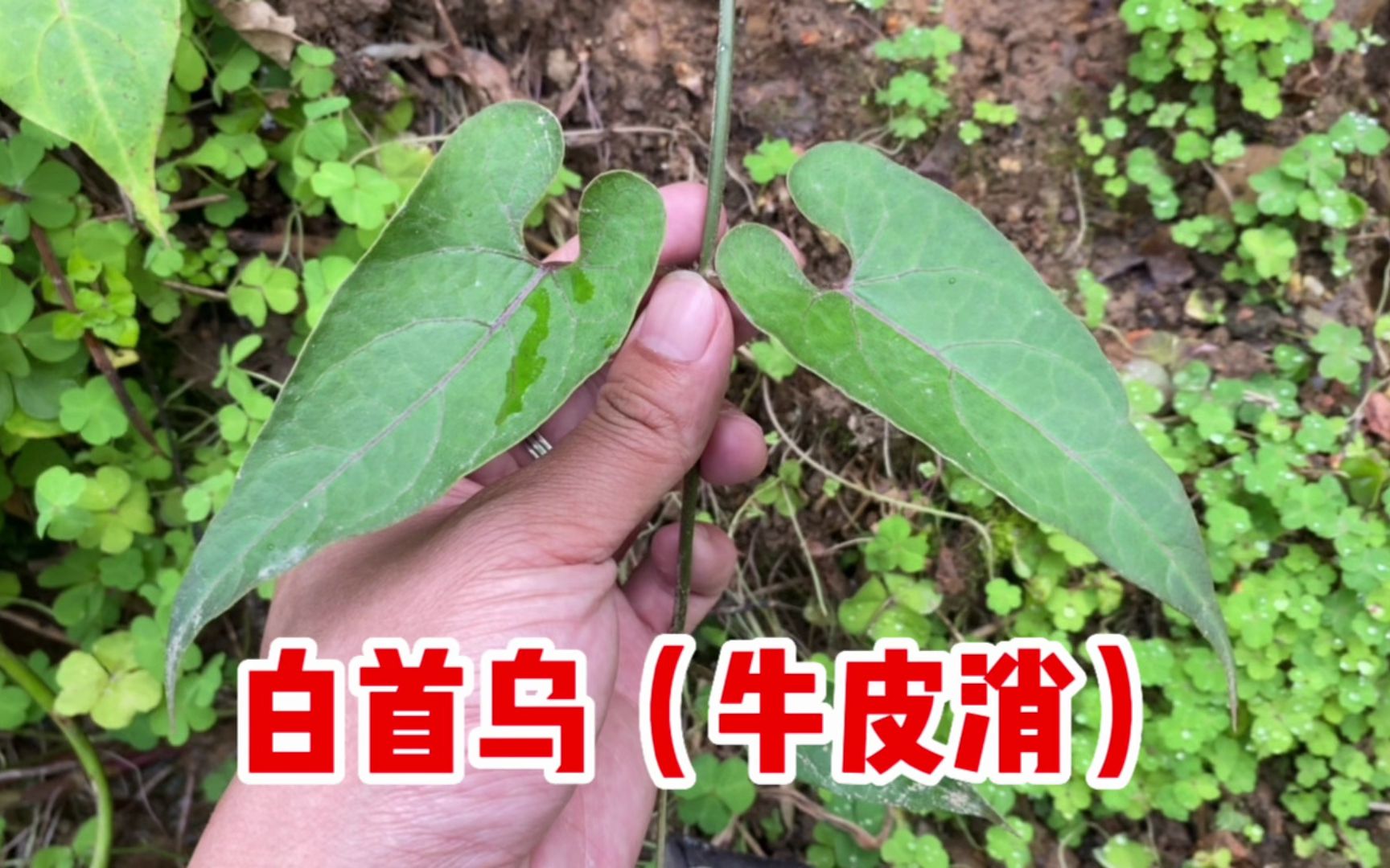 白首乌的功效与作用及食用方法(白首乌的功效与食用方法,提高免疫力
