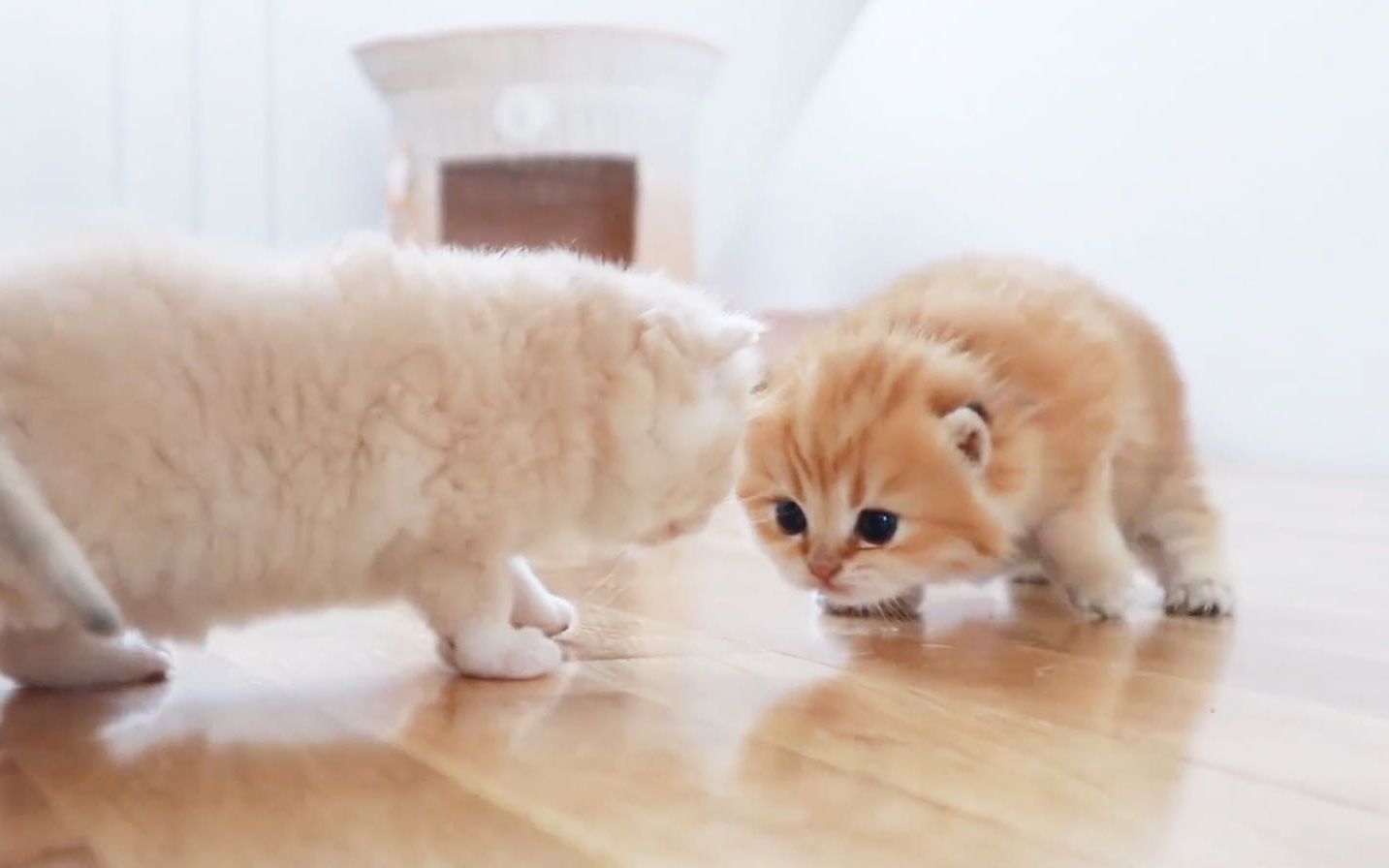 奶猫对视可爱到爆