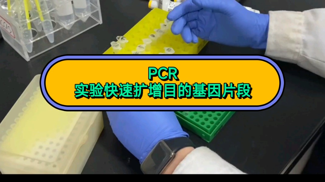 qpcr||| qpcr,rtqpcr,定量pcr,pcr趋势,熔解曲线,扩增曲线,引物设计,基因序列,CT值,数据合理,可qpcr结果的各种曲线和各种表格哔哩哔哩bilibili