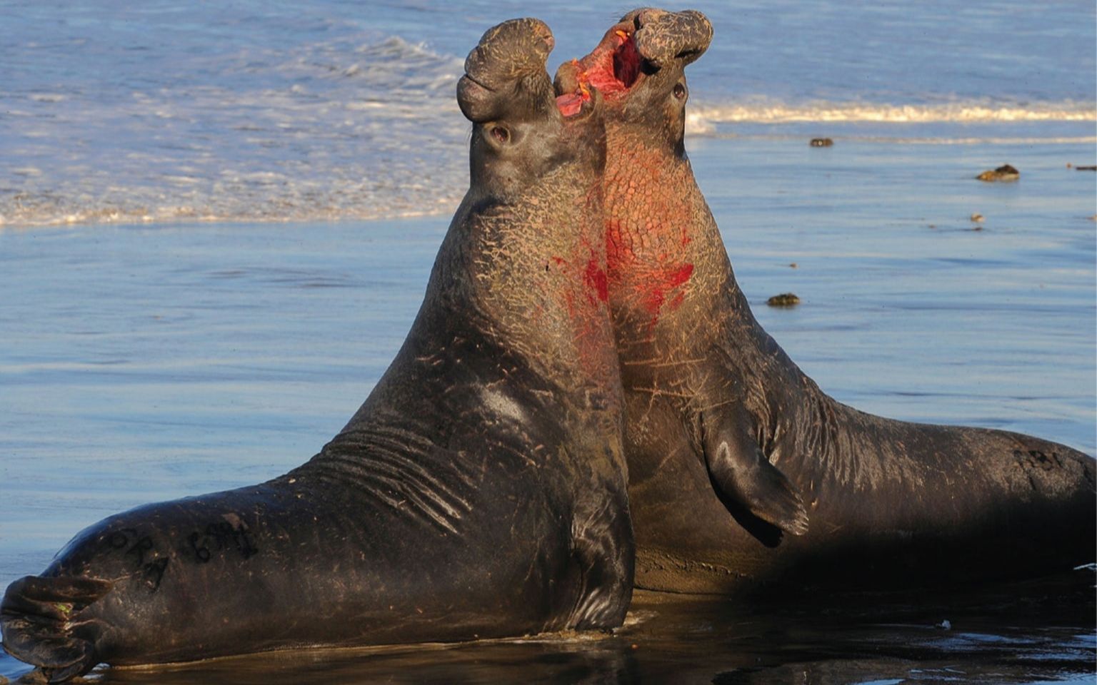 象海豹打架,一方使用急冻光线【象海豹】