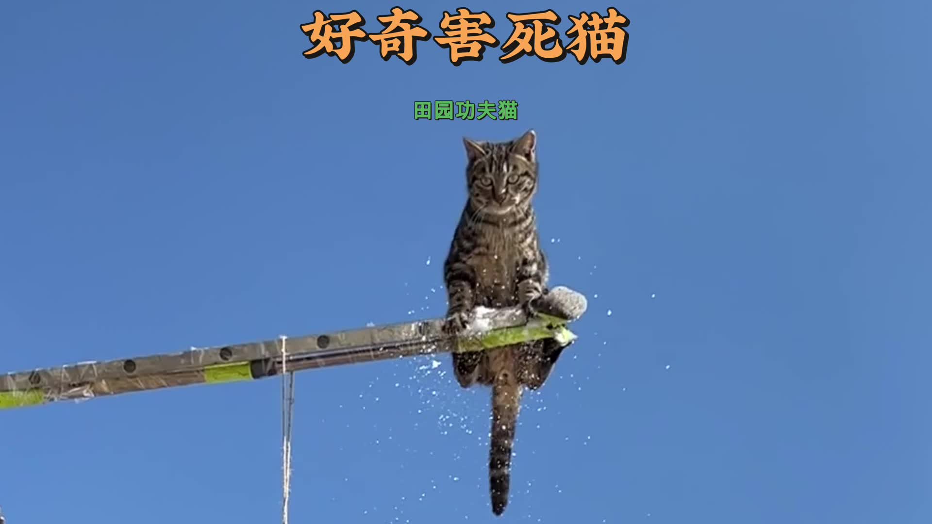 好奇害死猫哔哩哔哩bilibili