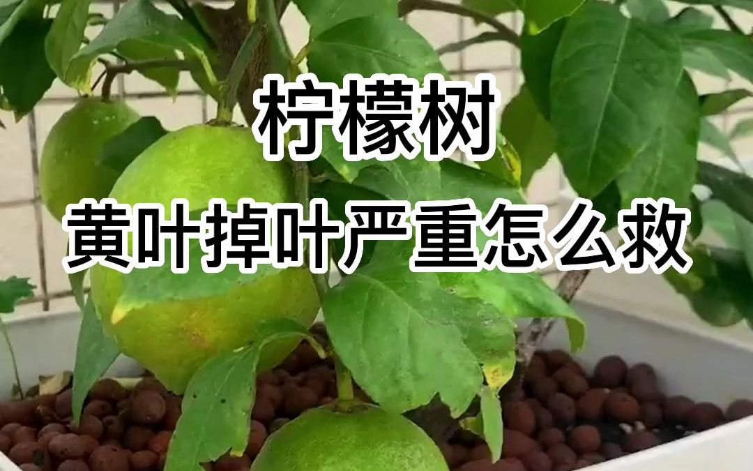 柠檬冬天叶子发黄掉叶怎么办?哔哩哔哩bilibili