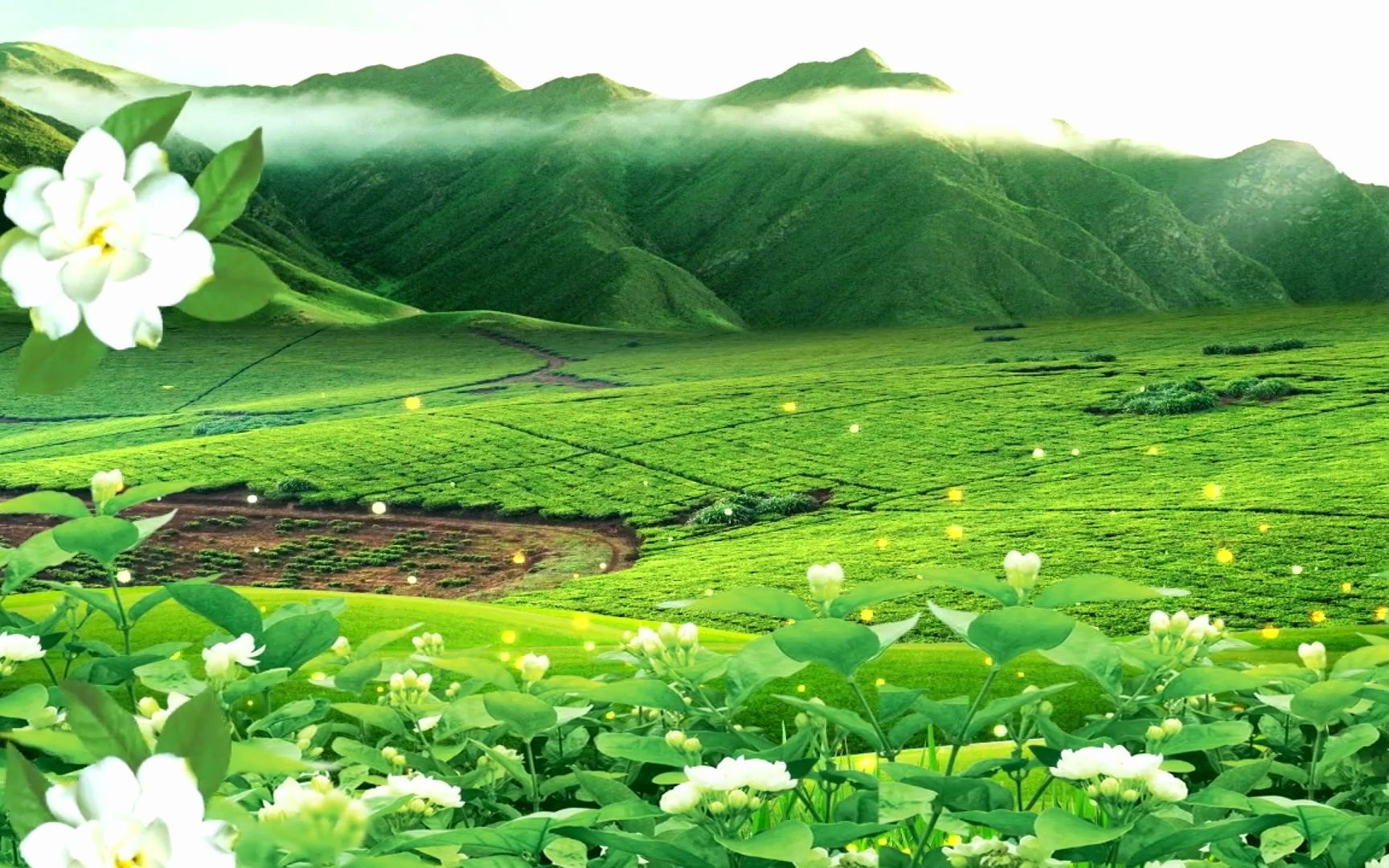 [图]《茉莉花开》LED背景