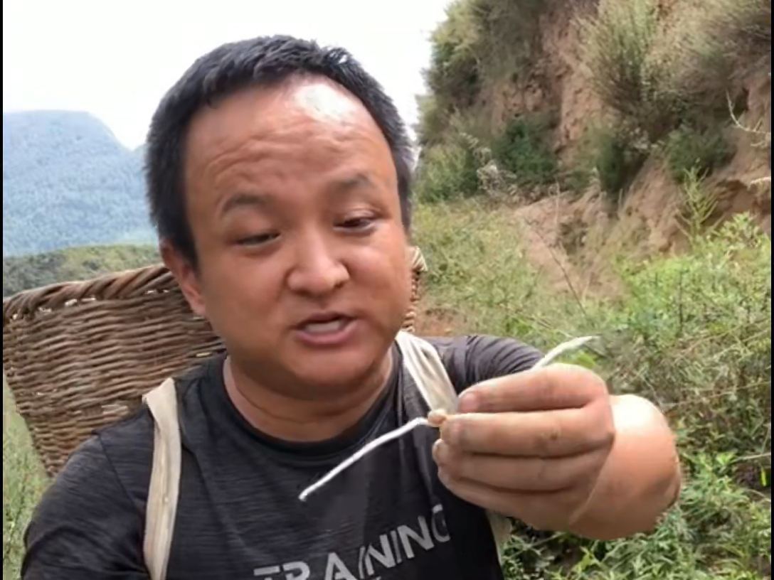 五月半夏生,盖当夏之半,这个根部长成小球的植物大家应该都不陌生吧,它就是大名鼎鼎的半夏哔哩哔哩bilibili