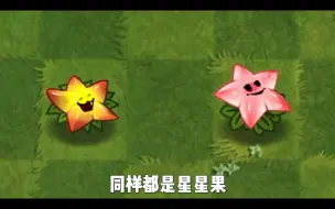 Download Video: 蓝卡:星星果与金卡:天使星星果，两者有啥不同呢？