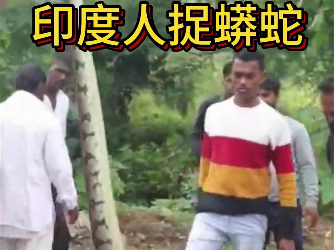 印度人捉蟒蛇 #蟒蛇 #印度人捉蛇 #捉蟒蛇