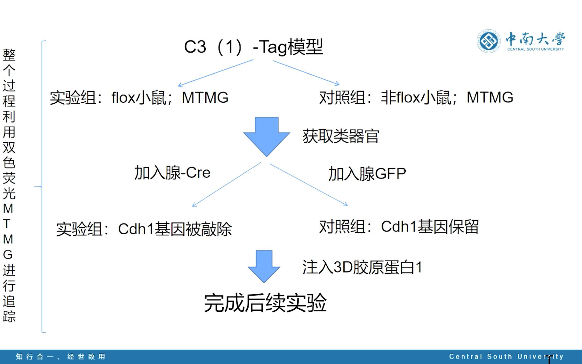 文献分享之Creloxp实验设计(牟付洁 唐梓琪)哔哩哔哩bilibili