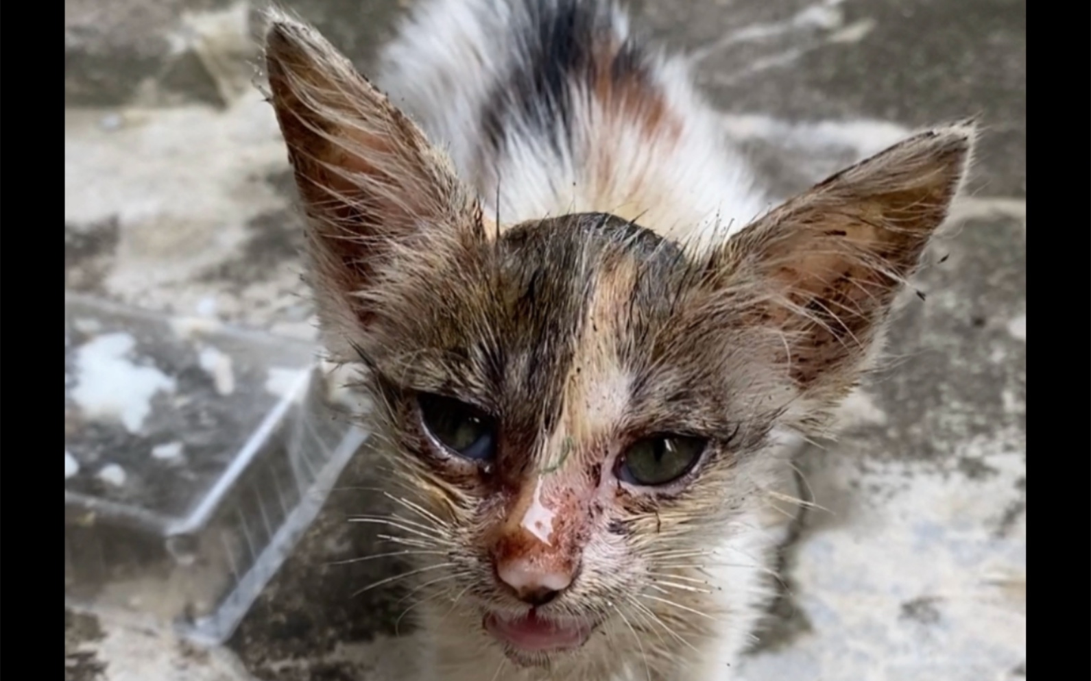 家人们捡到病猫了 体质好没死 捡回已四个月