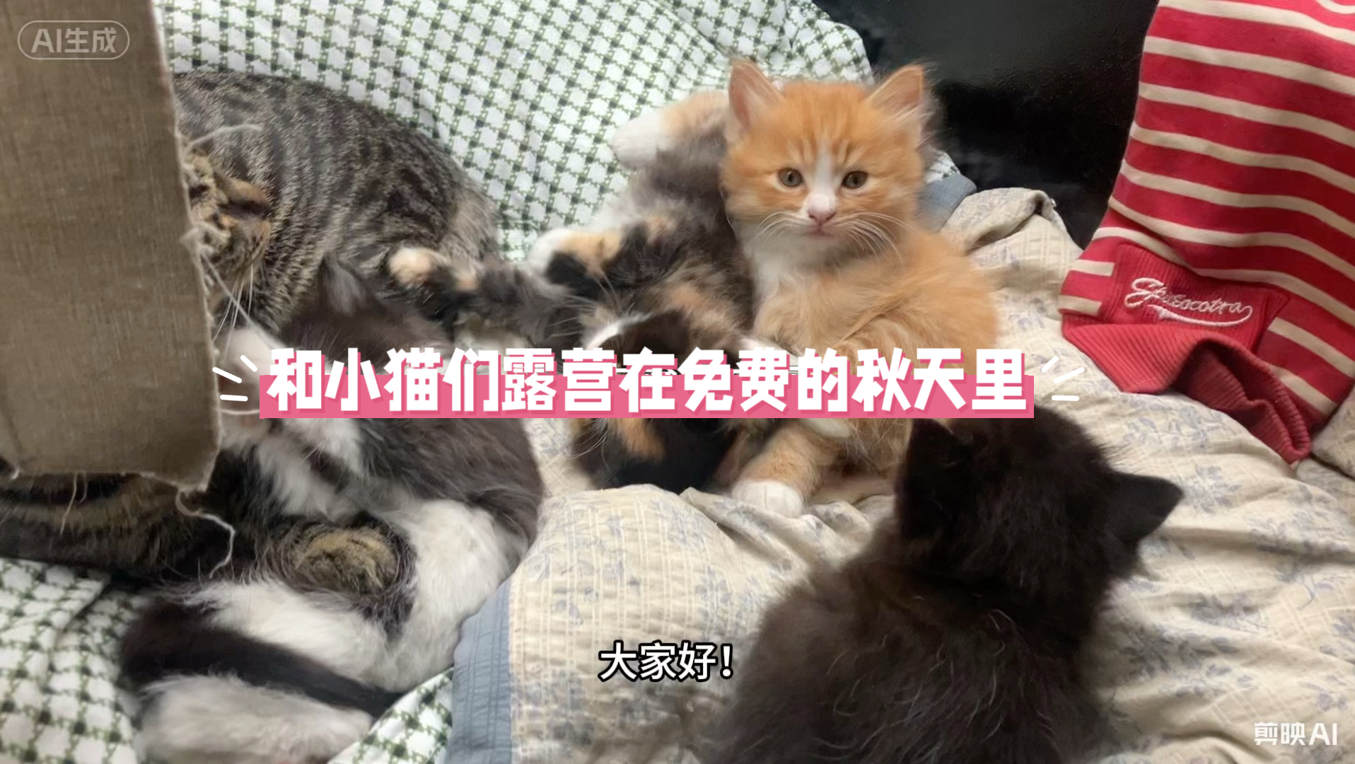 未断奶小猫开荤第一餐吃到了漂亮粉丝姐姐投喂的湿猫粮