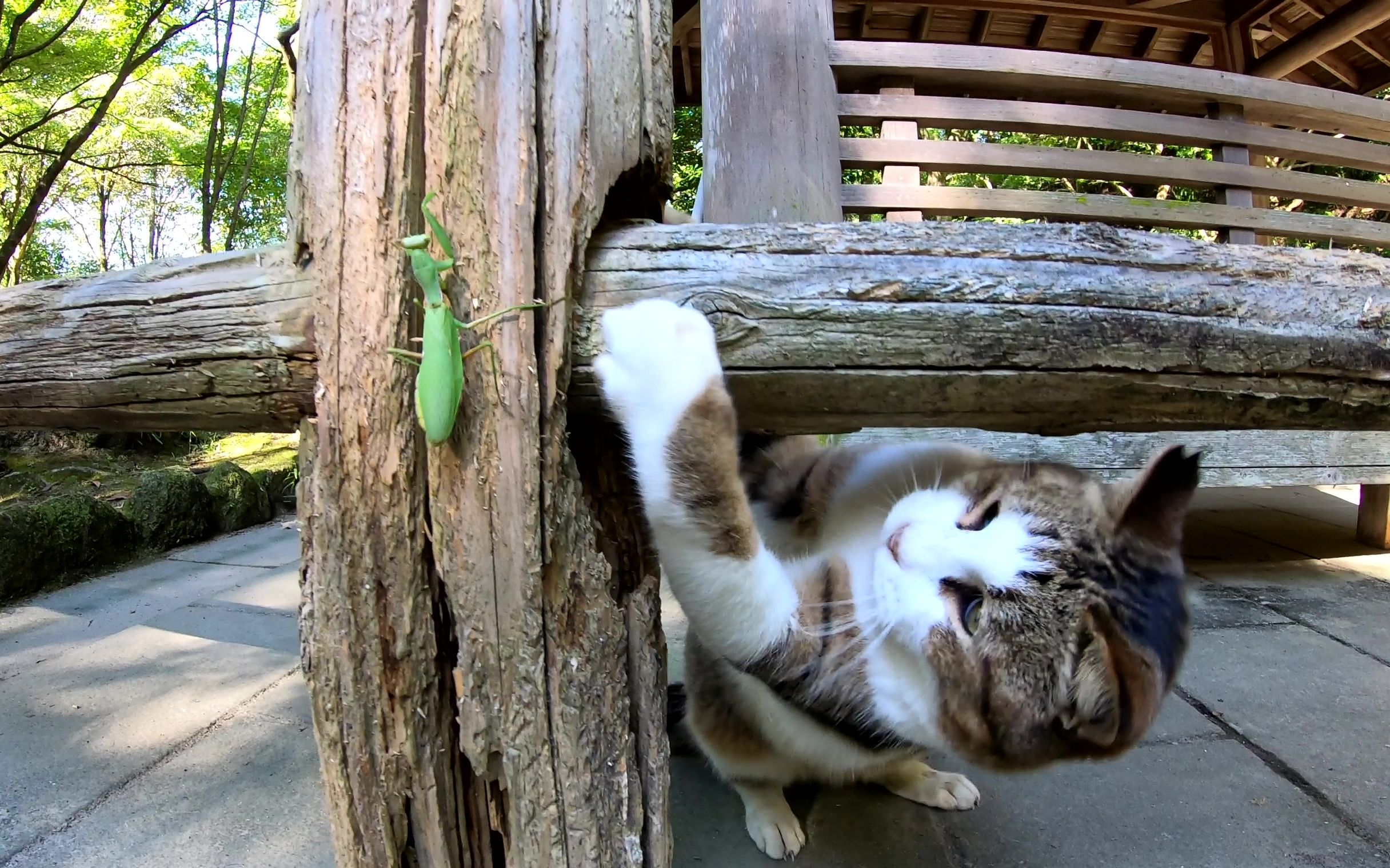 看到了螳螂的猫向同伴求助之后