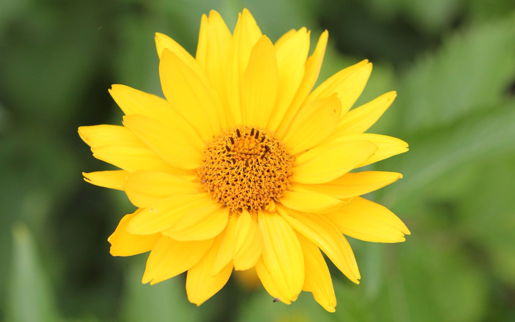 【osu!】#34 98.40% | frederic - oddloop [oldloop]