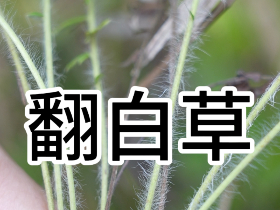 苗医苗药之翻白草哔哩哔哩bilibili