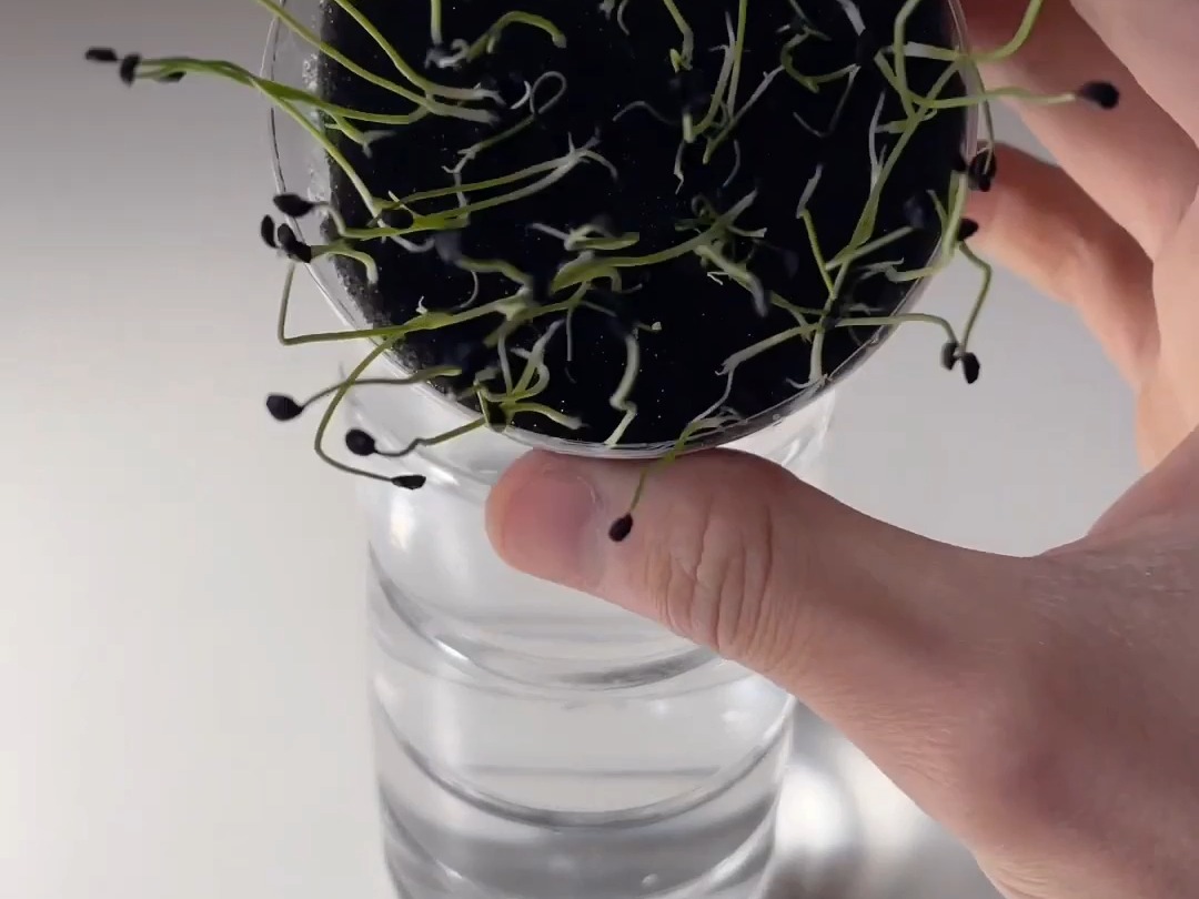矿泉水瓶水培小葱种植