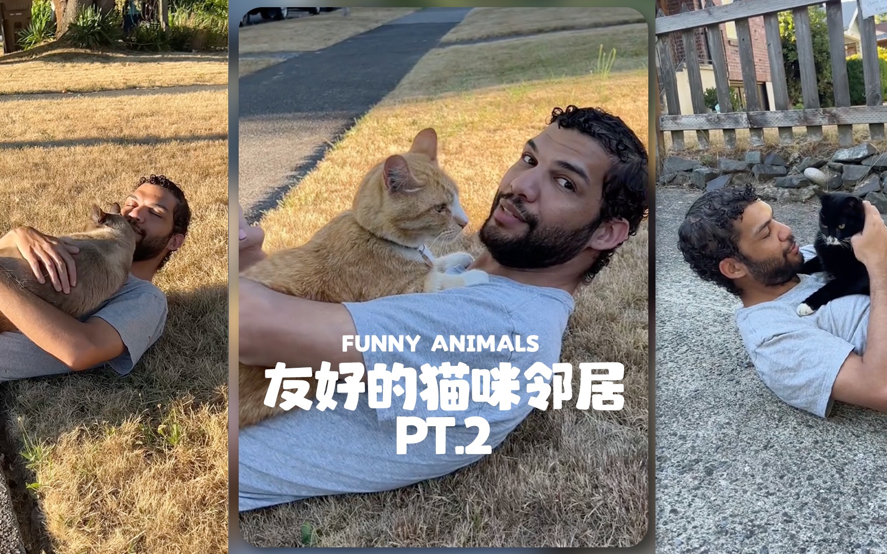 能撸一条街猫的男人回来了‼️-FUNNY-ANIMALS-FUNNY-ANIMALS-哔哩哔哩视频