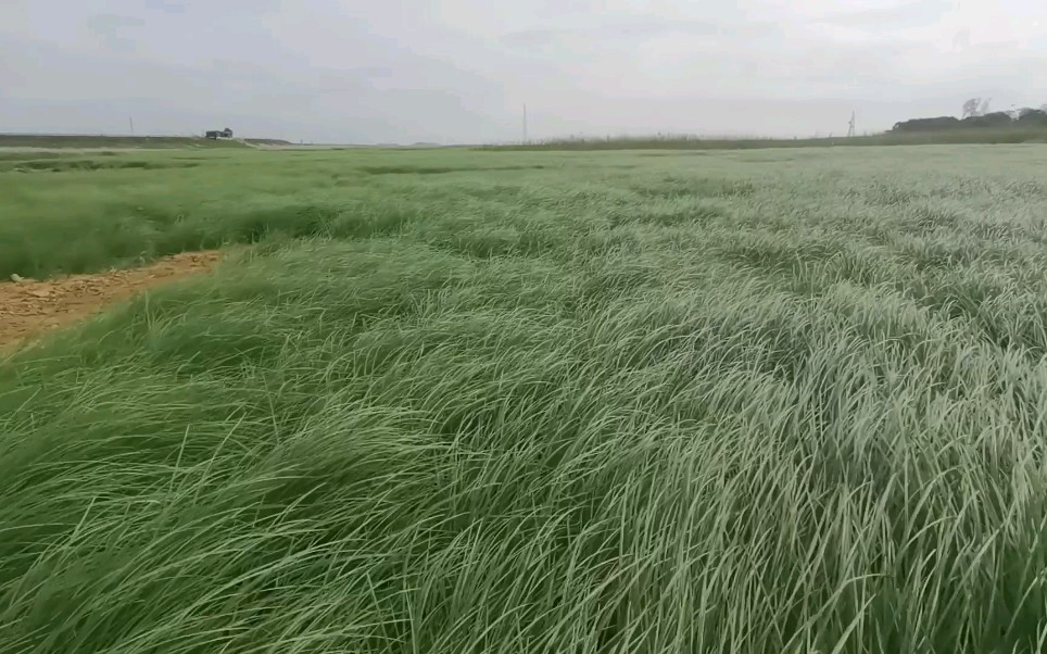 鄱阳湖大草原哔哩哔哩bilibili