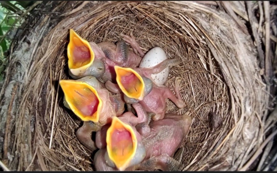 记录的一窝屠夫鸟(伯劳)小时候也是很可爱的咯