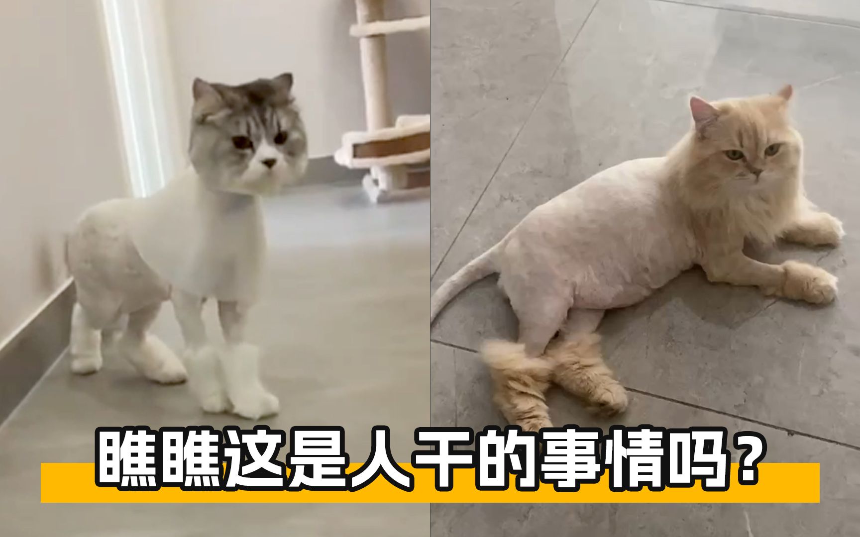 当猫咪剃了毛后,真是看见就想笑.猫:瞧瞧这是人干的事吗?