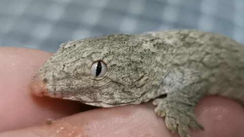 世界最大壁虎即将孵化 哔哩哔哩 Bilibili